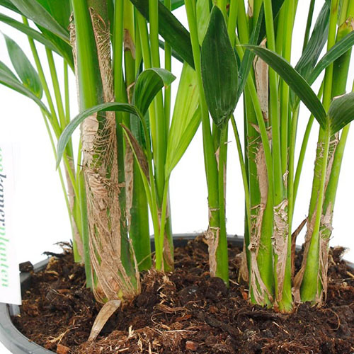 palmboom vaas planten in huis
