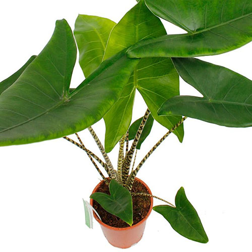 grote plant in een pot