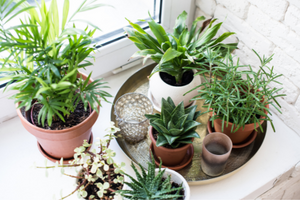 planten in huis in elke woonkamer de juiste plant