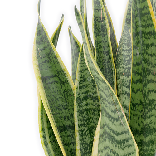 kentia plant