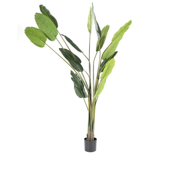 plant Strelitzia 403082 collectie by boo cruquius nepplanten