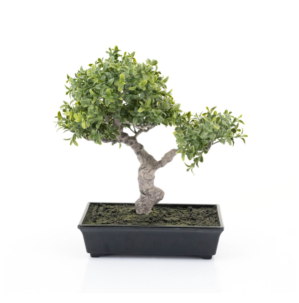 plant bonsai tree nepplanten cruquius de ruijtermeubel byboo