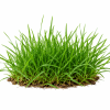 Gras Icoon